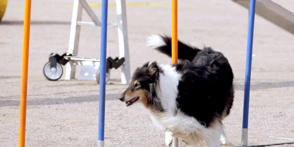 Pitkäkarvainen collie harrastuskoirana