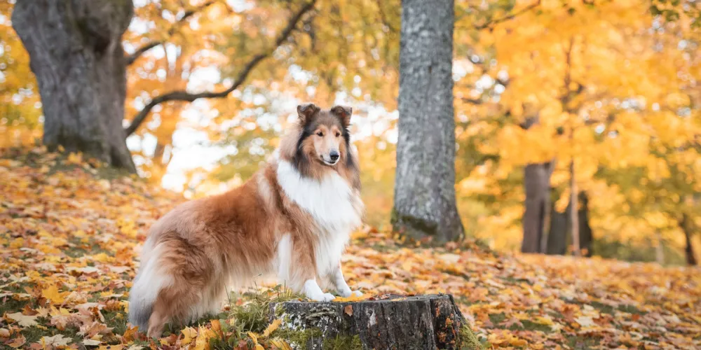 Kiitos kaikesta Sansa
