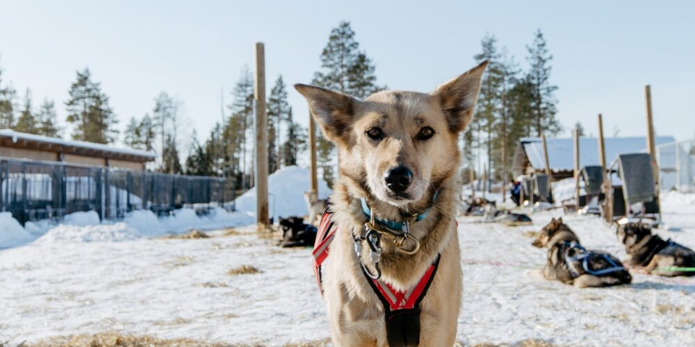 Meidän kummihusky Gin