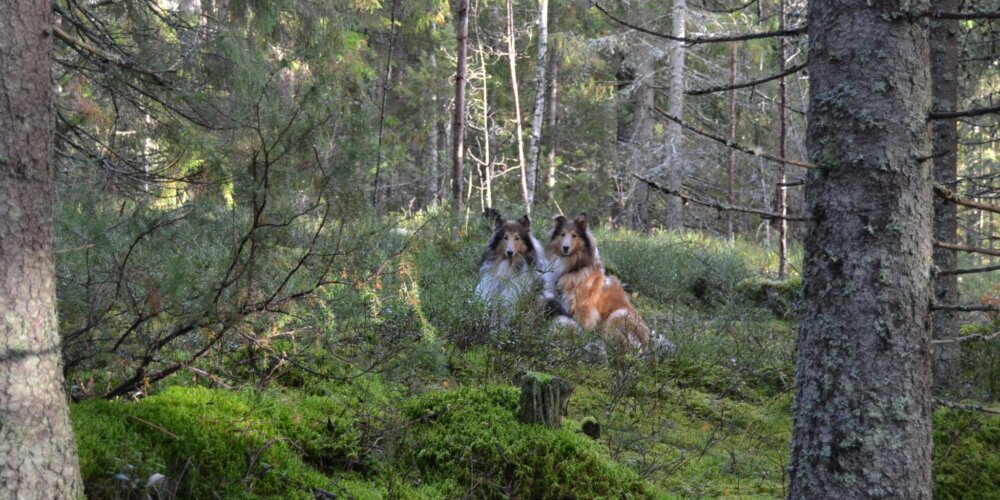 Mitä collie tarvitsee voidakseen hyvin?