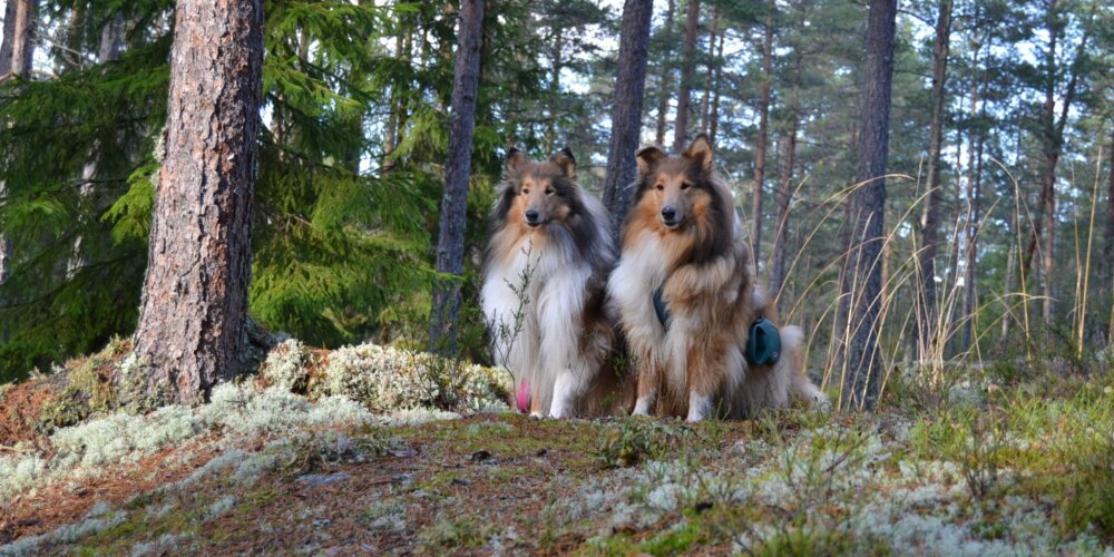 Collieiden kanssa Nuuksion kansallispuistossa