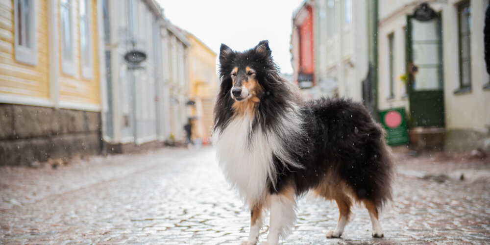 Riemun vuoden tokocollie -haastattelu