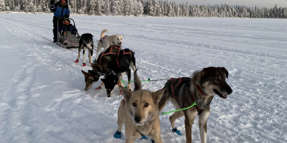 Huskyvaljakkoretki Rovaniemellä