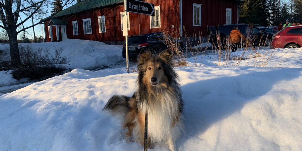 Vappu-collie noseworkin sisäetsintäkokeessa