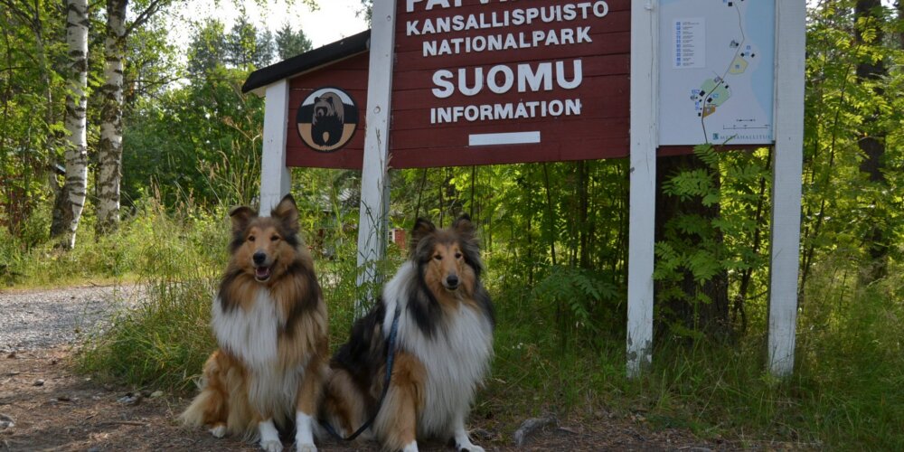 Colliet karhujen mailla Patvinsuon kansallispuistossa
