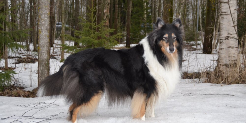 Onnea Riemu-collie 10 vuotta!