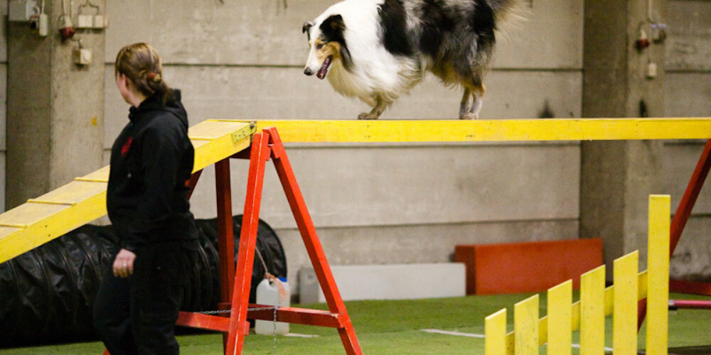 Miksi rotuni on pitkäkarvainen collie?