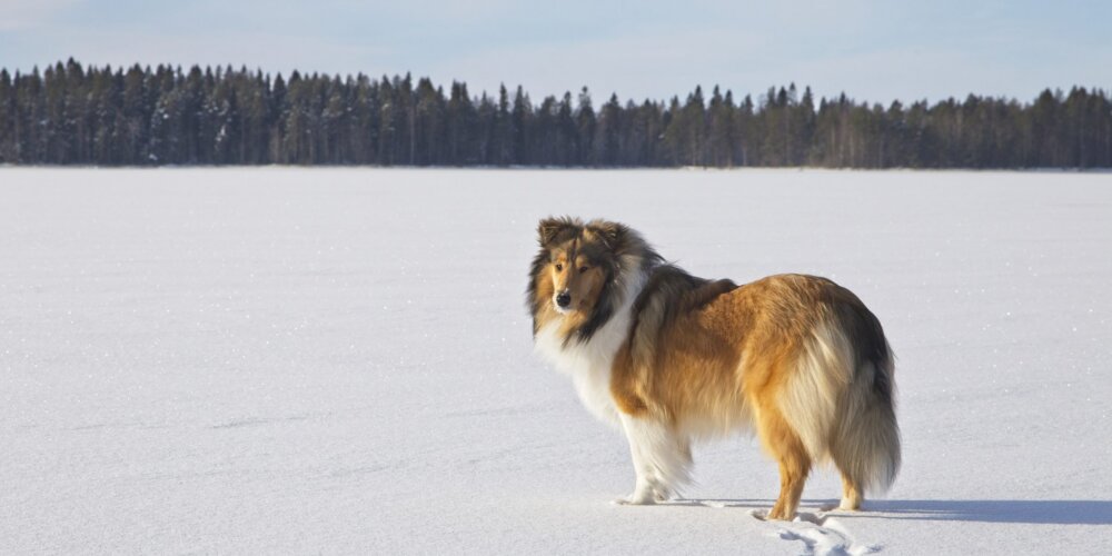 Riemumieli esittäytyy: Virna