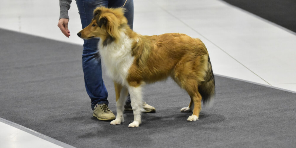 Pitkäkarvainen collie pentunäyttelyssä