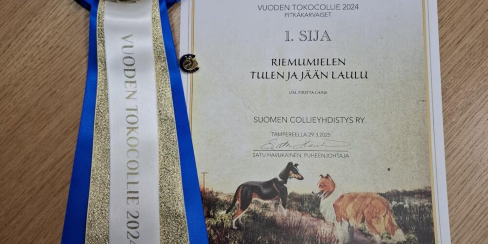 Colliekilpailujen 2024 satoa