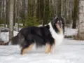 Onnea Riemu-collie 10 vuotta!