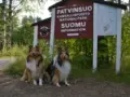 Colliet karhujen mailla Patvinsuon kansallispuistossa