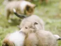 Sopiiko kasvattaja juuri sinulle?
