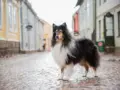 Riemun vuoden tokocollie -haastattelu