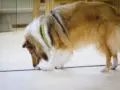 Vappu nosework hajutestissä Tukholmassa