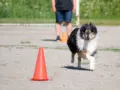 Riemun tokokokeet ALO:sta EVL:ään