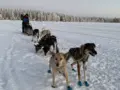 Huskyvaljakkoretki Rovaniemellä