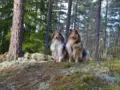 Collieiden kanssa Nuuksion kansallispuistossa