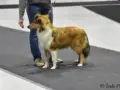 Pitkäkarvainen collie pentunäyttelyssä