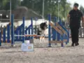 Mistä löytyy tietoa koiraharrastuksista?