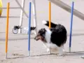 Pitkäkarvainen collie harrastuskoirana