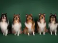 Hyvää joulua 2023 Riemumielen collieilta!