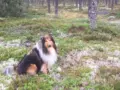 Riemumieli esittäytyy: Otso
