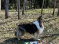 Vapulle menestystä palveluskoiranäyttelyssä