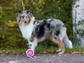 Lilibet ROP Lahden pentunäyttelyssä