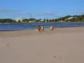 Tassut hiekassa Yyterin koirarannalla