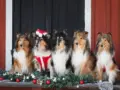 Hyvää joulua 2021 Riemumielen collieilta!