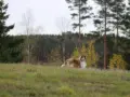 Riemumieli esittäytyy: Routa