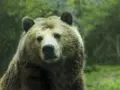 Tarinat Riemumielen kennelnimien takaa