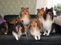 Introduction of our family