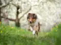 Rough Collies in Finland: A Perfect Companion for Outdoor Enthusiasts