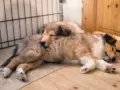 Minulleko collie - lyhyt oppimäärä