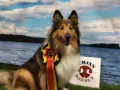 Upea uutinen: Rose valioitui EVL:stä!