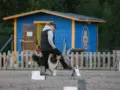Riemu KKH:n tokokoira ja rally-tokokoira 2020