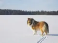 Riemumieli esittäytyy: Virna