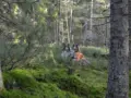 Mitä collie tarvitsee voidakseen hyvin?