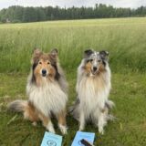 Kaisla ja Lilibet esine-etsintäkokeissa