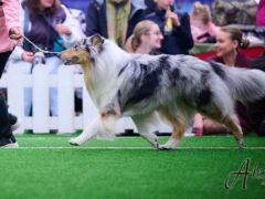 Onnistunut reissu Tallinnaan: Lilibet on uusi EE & FI MVA