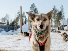 Meidän kummihusky Gin