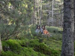 Mitä collie tarvitsee voidakseen hyvin?