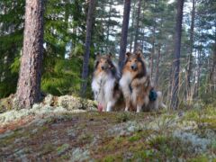 Collieiden kanssa Nuuksion kansallispuistossa