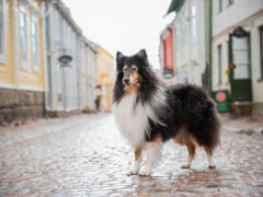 Riemun vuoden tokocollie -haastattelu