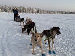 Huskyvaljakkoretki Rovaniemellä
