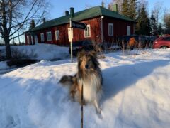 Vappu-collie noseworkin sisäetsintäkokeessa