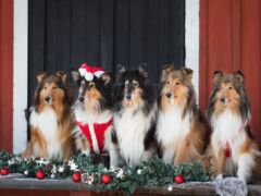 Hyvää joulua 2021 Riemumielen collieilta!