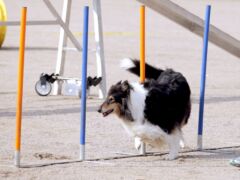 Pitkäkarvainen collie harrastuskoirana